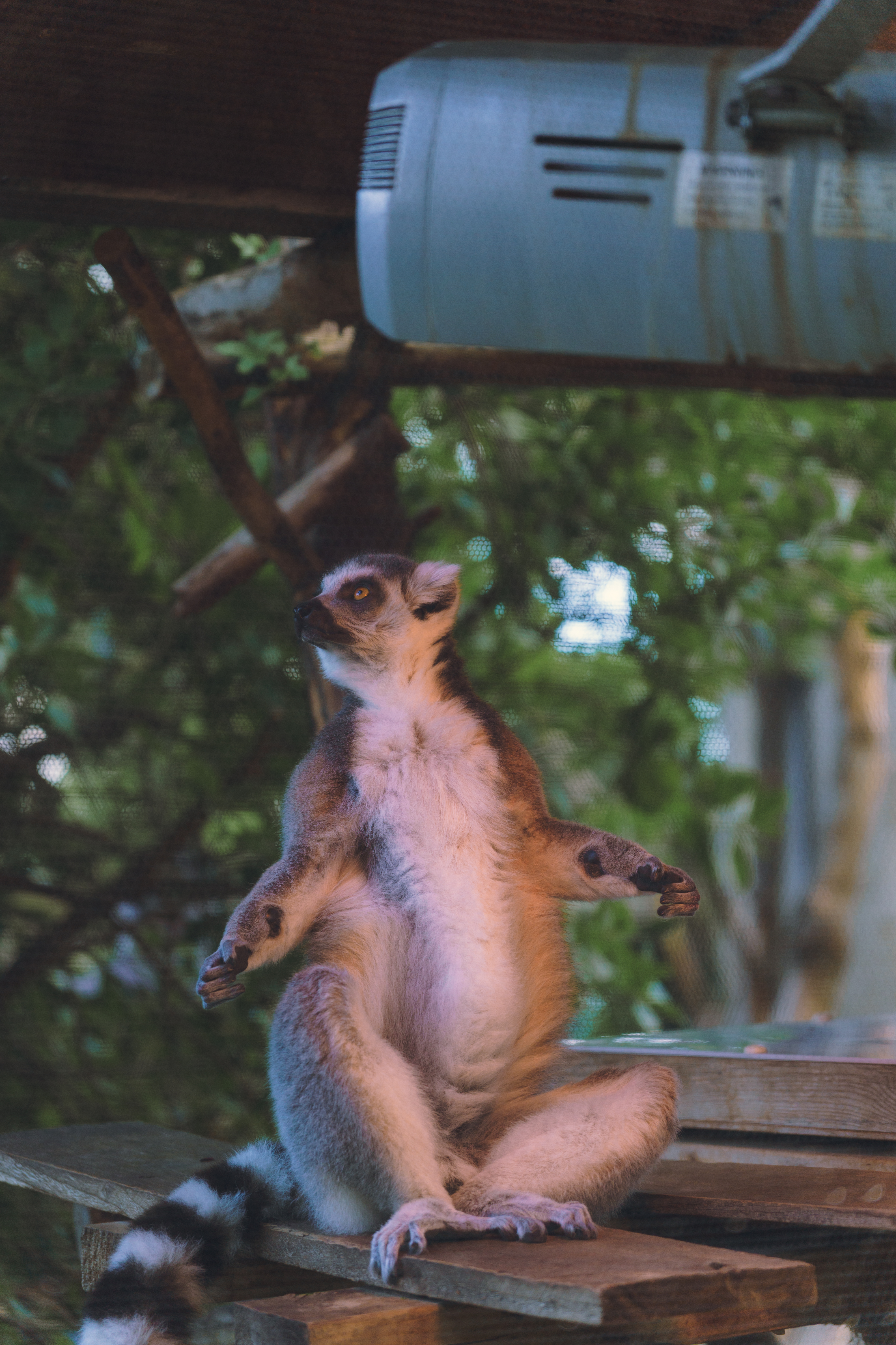 Lemur Bathing